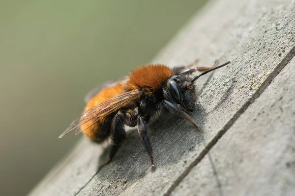  황갈색 마이닝 꿀벌을 닫습니다. — 스톡 사진